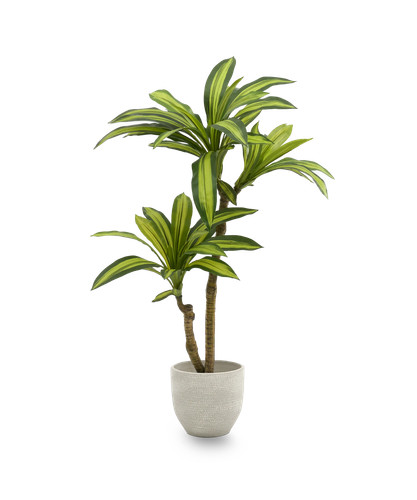 Maiashop künstliche dracaena - künstliche,
