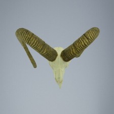 477MU Mufflon jagdtrophae, Wildschaf, Horn 74-69cm 