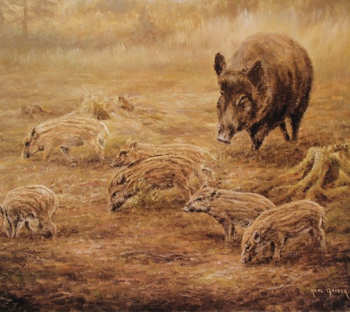 Schwarzwild frischlinge sauen - schwarzwild,