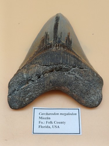Fossiler haizahn carcharodon - haizahn,