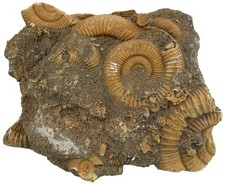 Lias  Schöne Stufe mit