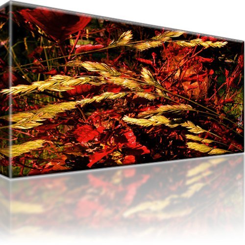 Natur weizen bild bilder - natur,