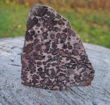 Leopardenfell-Jaspis, Endstück,Anschliff , Südafrika a.m.Samml.