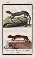 Touan-Spitzmausbeutelratte