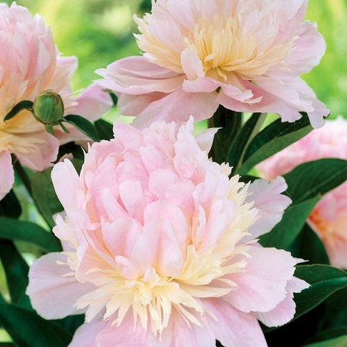 Paeonia pfingstrose blumen - pfingstrose,