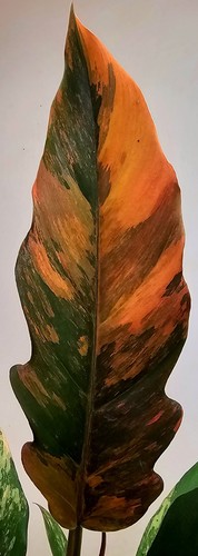 Philodendron caramel fire - caramel,