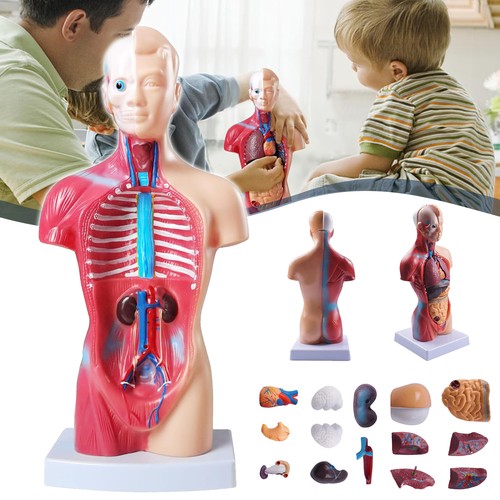 Anatomiemodell torso teile - anatomiemodell,