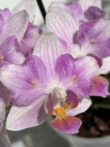 Orchidee phalaenopsis pia - orchidee,