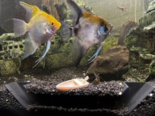 Unterirdisches Aquarium