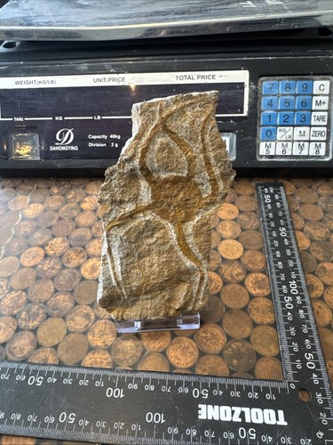 Fossil seestern sprödestern - fossil,