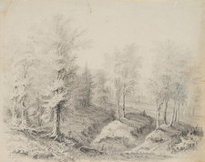 Waldstück mit Bäumen und