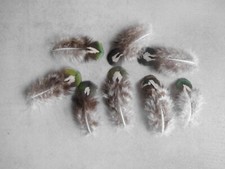 10 schwarz-bunte Pfauenfedern