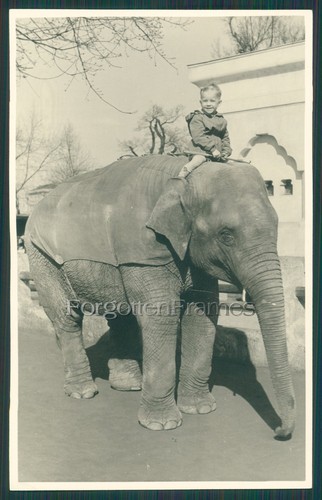 Foto junge reitet elefant - junge,