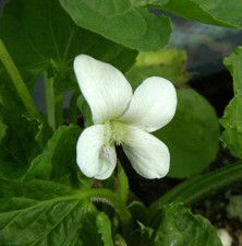 Duftveilchen Alba - Viola