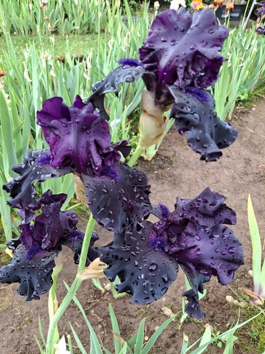 Schwertlilie iris superstition - iris,