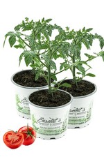 Enseleits 3er set - 3er,