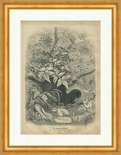 Ein Liebling der Pelzhändler