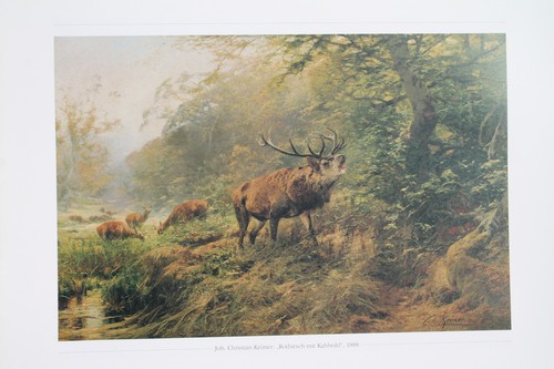 Rotwild hirsch kunstdruck - kunstdruck, x