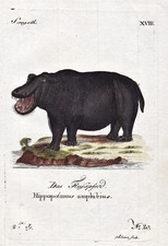 Flusspferd Nilpferd hippo hippopotamus engraving Kupferstich 1790