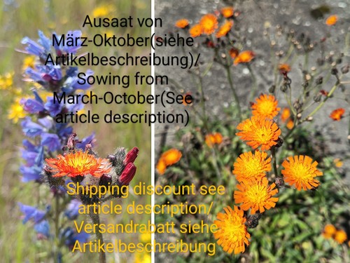 Orangerotes habichtskraut - orangerotes,