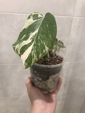 Monstera Deliciosa Variegata