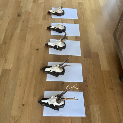 Reh geweih mit schädel - reh-geweih, auf