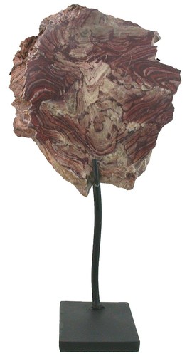 Ediacarium seltener - ediacarium,