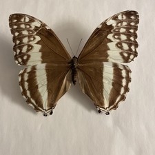 Entomologie*Morpho eugenia