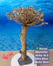 🌳Aquarium Garnelen Wurzel