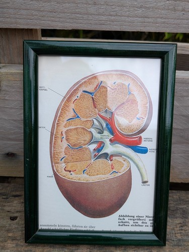 Anatomie bild niere 1968 - niere, |