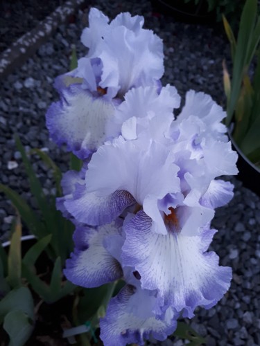 Schwertlilie iris acoma - iris,