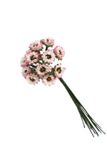 Gänseblümchen künstlich