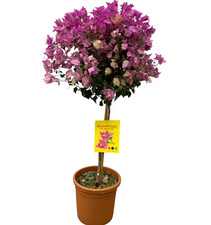 Bougainvillea Stamm 100–110