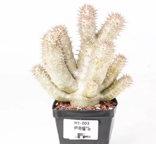 Pot 9cm rare cacti pachypodium - rare,