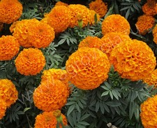30 + Samen Studentenblumen