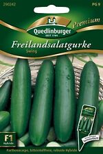 Gurken Freilandsalat- Swing Samen von Quedlinburger Saatgut