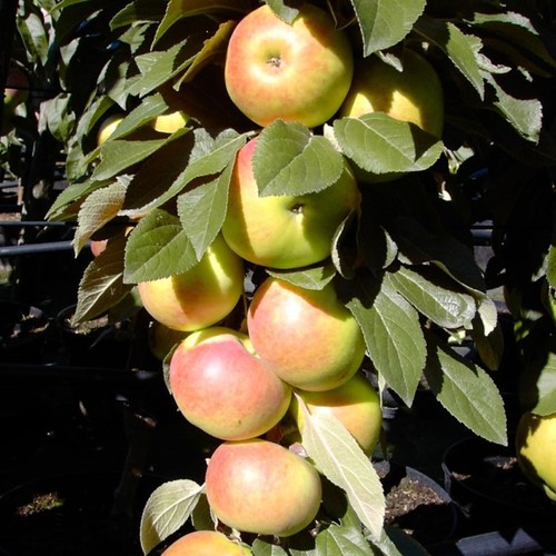 Säulenapfel arbat - säulenapfel, (r)