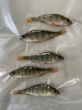 Köderfische Süßwasserfische