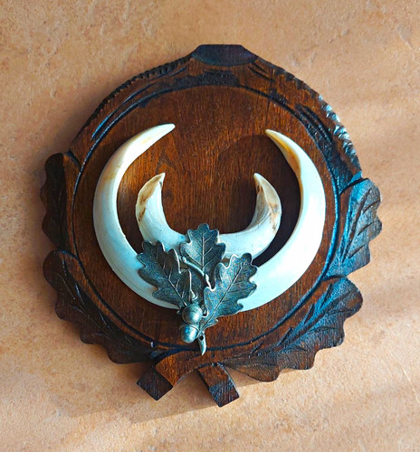 Klassische jagdtrophäe - jagdtrophäe, –