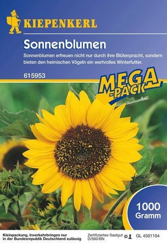 Sonnenblumen feldsonnenblumen - sonnenblumen,