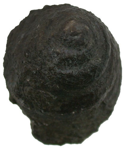 Devon macochilina arculata - devon,