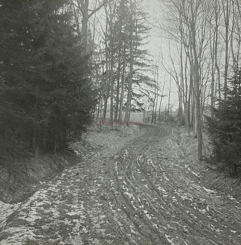 Chemin wald foto platte - wald,