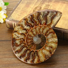 13CM Natürliche Ammonit Fossil Conch Kristall Probe Heilung Shell Muschelschalen