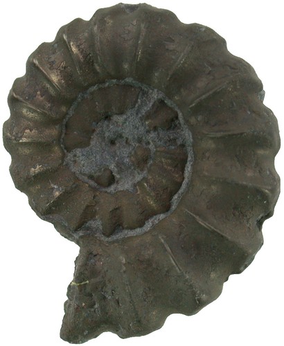 Lias promicroceras planicosta - ,
