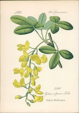Chromolithographie 
