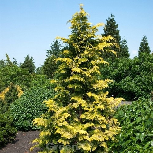 Hinoki scheinzypresse crippsii - hinoki,