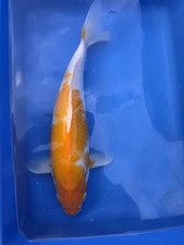 Premium 15” Japanese Koi –