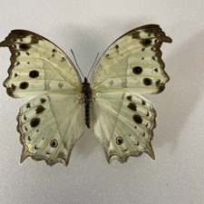 Entomologie*Salamis
