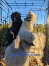 12 Bruteier Zwergseidenhühner