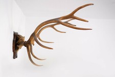 Hirschgeweih, Antler, Abwurfstangen 12 Ender, 12ender, Zwölfender ca. 5,2 kg